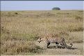 Le léopard chasse le plus souvent à l'afft, caché dans les hautes herbes. (1)