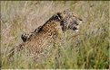 Le léopard chasse le plus souvent à l'afft, caché dans les hautes herbes. (4)
