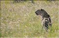 Le léopard chasse le plus souvent à l'afft, caché dans les hautes herbes. (5)
