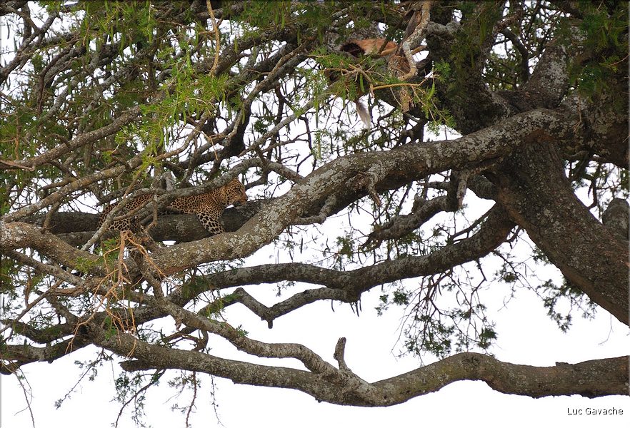 Ici ce léopard a attrapé un cobe des roseaux, qu'il ira dissimuler dans un arbre après en avoir manger un morceau. (2)
