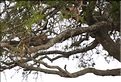 Ici ce léopard a attrapé un cobe des roseaux, qu'il ira dissimuler dans un arbre après en avoir manger un morceau. (2)