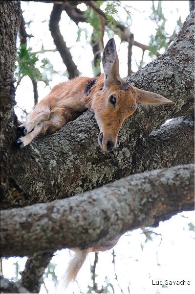 Ici ce léopard a attrapé un cobe des roseaux, qu'il ira dissimuler dans un arbre après en avoir manger un morceau. (3)