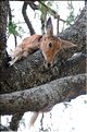 Ici ce léopard a attrapé un cobe des roseaux, qu'il ira dissimuler dans un arbre après en avoir manger un morceau. (3)