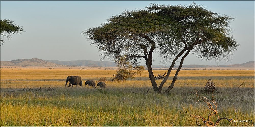 Les éléphants du Serengeti. (1)