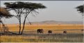 Les éléphants du Serengeti. (2)