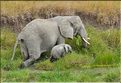Les éléphants du Serengeti. (3)