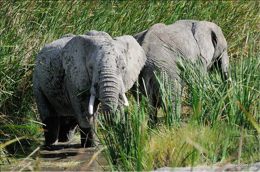 Les éléphants du Serengeti. (8)