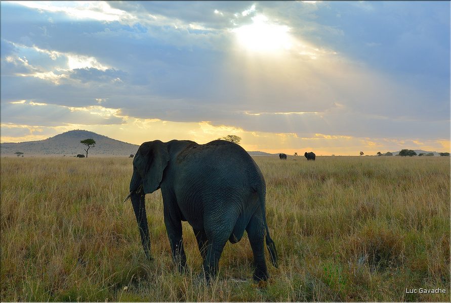 Les éléphants du Serengeti. (10)