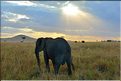 Les éléphants du Serengeti. (10)