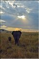 Les éléphants du Serengeti. (11)