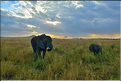Les éléphants du Serengeti. (12)