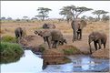 Les éléphants du Serengeti. (13)