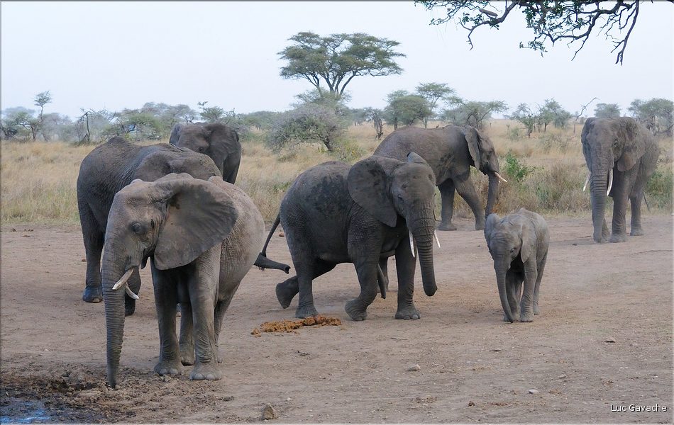 Les éléphants du Serengeti. (14)