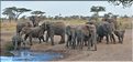 Les éléphants du Serengeti. (15)