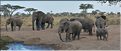 Les éléphants du Serengeti. (16)