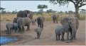 Les éléphants du Serengeti. (17)
