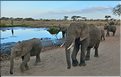 Les éléphants du Serengeti. (19)