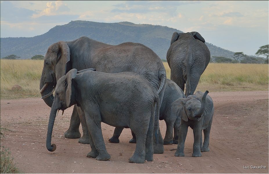 Les éléphants du Serengeti. (20)