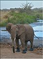 Les éléphants du Serengeti. (22)