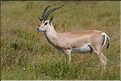 Quelques herbivores au Serengeti. Gazelle de Grant. (1)