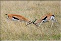Quelques herbivores au Serengeti. Gazelle de Thompson. (2)
