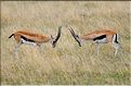 Quelques herbivores au Serengeti. Gazelle de Thompson. (3)