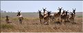 Quelques herbivores au Serengeti. Bubale. (1)