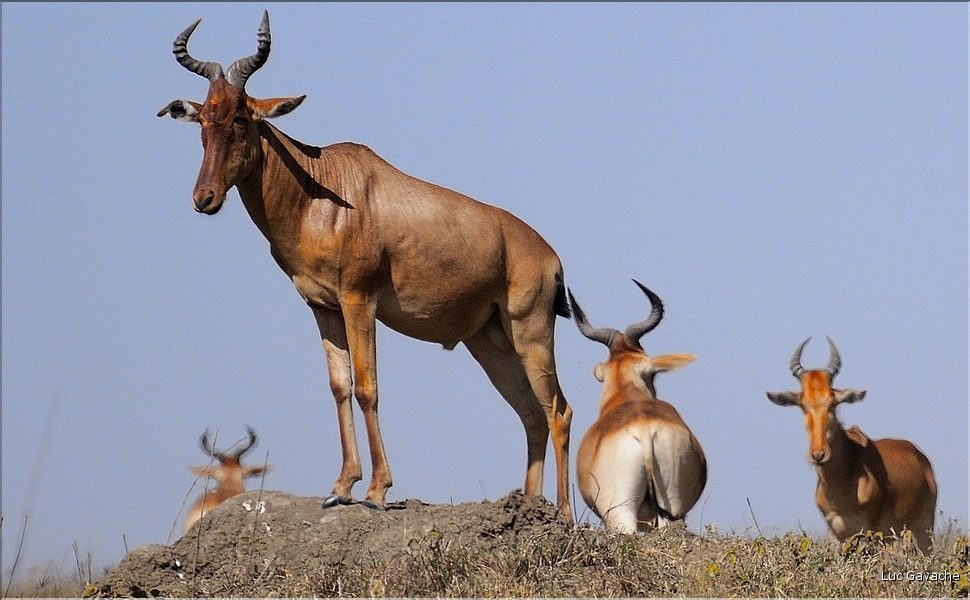 Quelques herbivores au Serengeti. Bubale. (2)