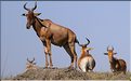 Quelques herbivores au Serengeti. Bubale. (2)