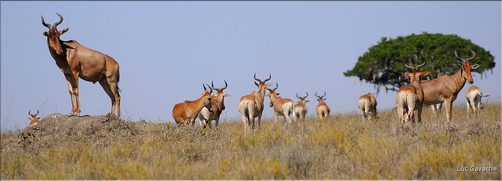 Quelques herbivores au Serengeti. Bubale. (3)