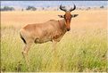 Quelques herbivores au Serengeti. Bubale. (4)