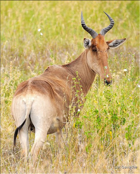 Quelques herbivores au Serengeti. Bubale. (5)