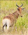Quelques herbivores au Serengeti. Bubale. (5)
