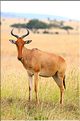 Quelques herbivores au Serengeti. Bubale. (6)