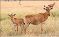 Quelques herbivores au Serengeti. Bubale. (7)