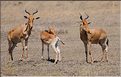 Quelques herbivores au Serengeti. Bubale. (8)