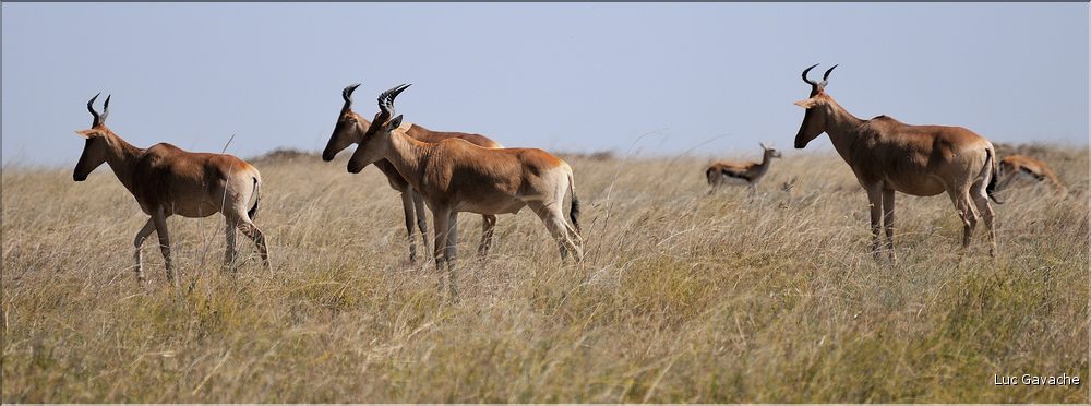 Quelques herbivores au Serengeti. Éland du cap. (1)