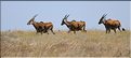 Quelques herbivores au Serengeti. Éland du cap. (2)