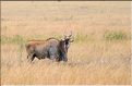 Quelques herbivores au Serengeti. Éland du cap. (3)