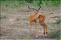 Quelques herbivores au Serengeti. Impala. (1)