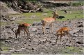 Quelques herbivores au Serengeti. Impala. (3)