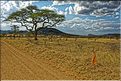 Quelques herbivores au Serengeti. Impala. (4)