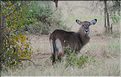 Quelques herbivores au Serengeti. Cobe defassa femelle. (1)