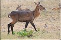 Quelques herbivores au Serengeti. Cobe defassa femelle. (2)