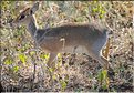 Quelques herbivores au Serengeti. Dik-Dik. (1)