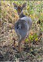Quelques herbivores au Serengeti. Dik-Dik. (2)