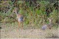 Quelques herbivores au Serengeti. Dik-Dik. (4)