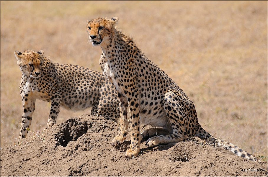 Les guépards du Serengeti. Les deux frères. (1)