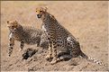 Les guépards du Serengeti. Les deux frères. (1)