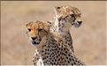 Les guépards du Serengeti. Les deux frères. (2)